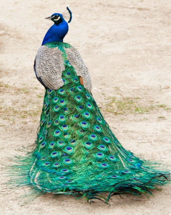 wallpapers-of-beautiful-peacock