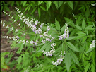 Vitex nigundo,निर्गुण्डी