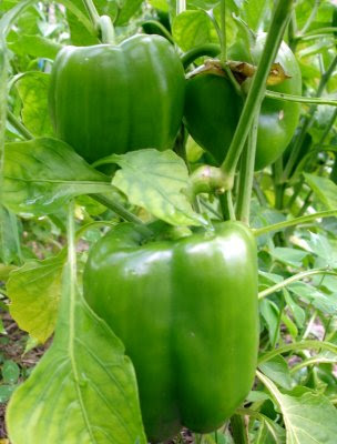 green peppers cartoon