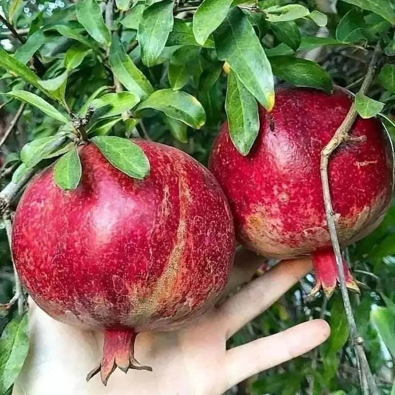 bibit tanaman delima merah biji lunak buah ruby pomegranate spanyol hasil cangkok cepat berbuah unggul Ngariboyo