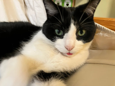 black and white cat with tongue out