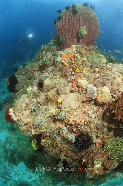 Jun V Lao, Underwater Photography