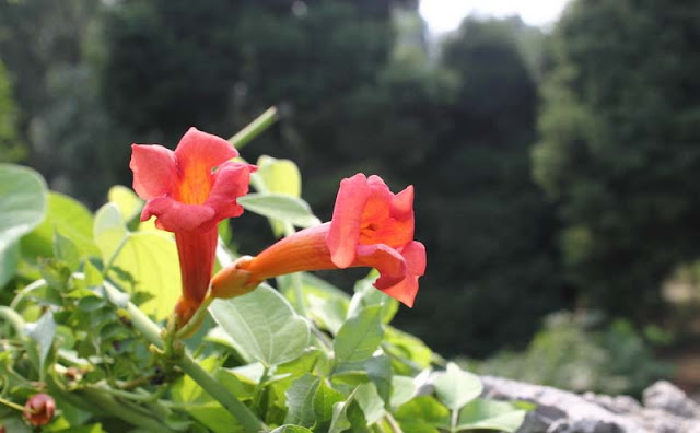 Trumpet Vine Flowers Pictures