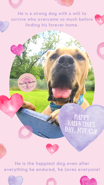 Paws For Reaction- Your funny Valentine: February pets featured in a Valentine from their pet parents