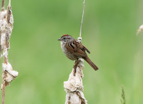 Swamp Sparrow - Lake Lansing, Michigan, USA