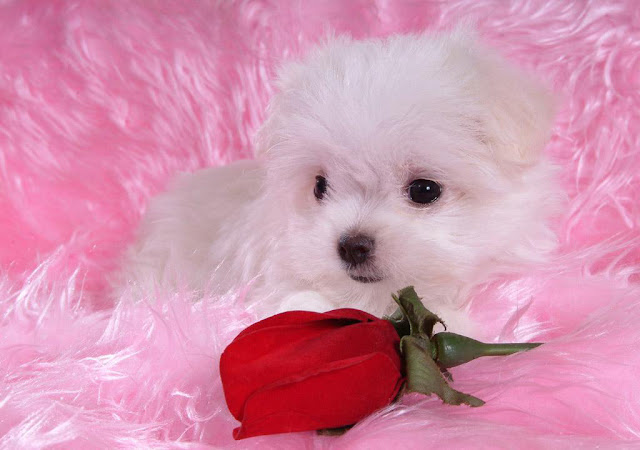 Cute Puppies HD Wallpaper Free Download