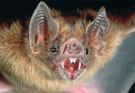 vampire bat1 10 Hewan Paling Rakus Di Dunia