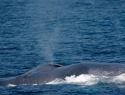 baleia azul (Balaenoptera musculus)