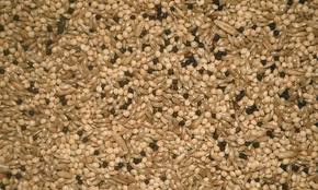  Canary seed