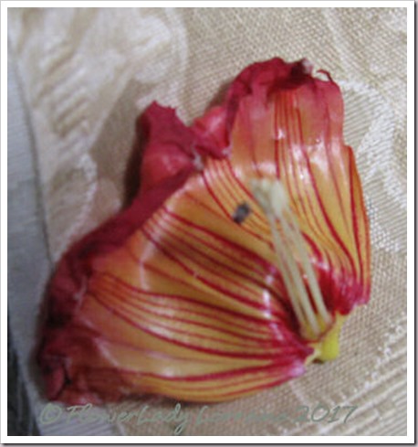 04-03-unkn-red-flowering-vine3