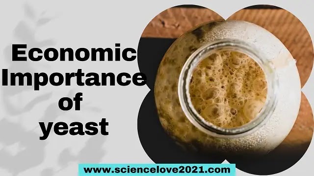 Economic Importance of yeast