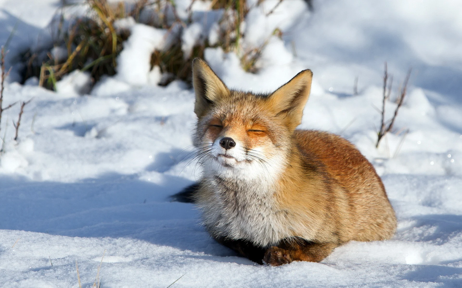 fox cute animals