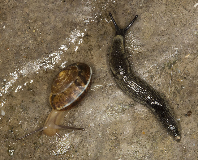 A slug and a snail in my back garden in Hayes on 8 September 2011.