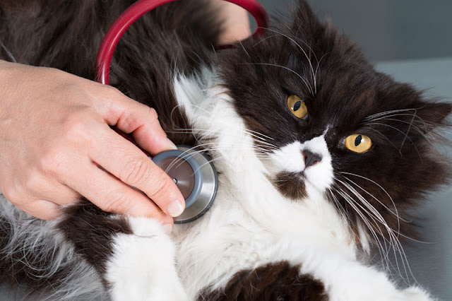 A Persian cat being examined at the vet
