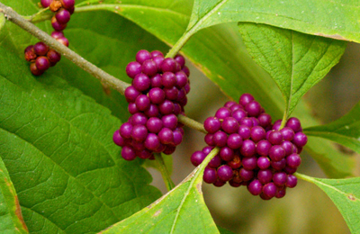 American beauty berry