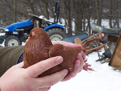 Steiger Pouter Pigeon