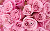 Pink Roses Wallpapers