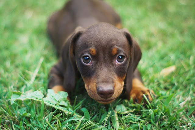 dachshund-dog-profile