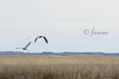 Herons on the causeway to Knott's Island