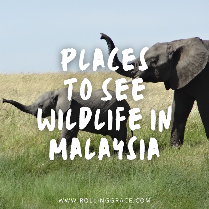 Places to See Wildlife in Malaysia