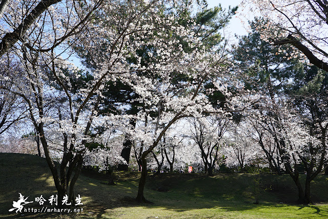 水前寺成趣園櫻花