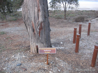 Sign showing a eucalyptus tree in Larnaca, along the Salt Lake trail