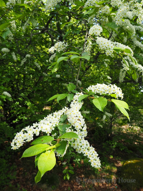 lingonberryhouse, nature, luonto, kesämökki, summer cottage