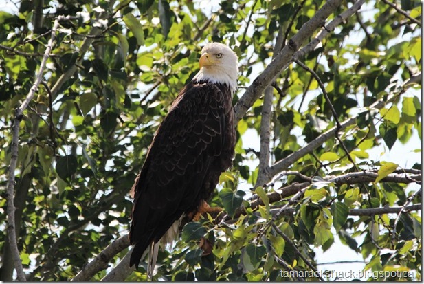 eagle31