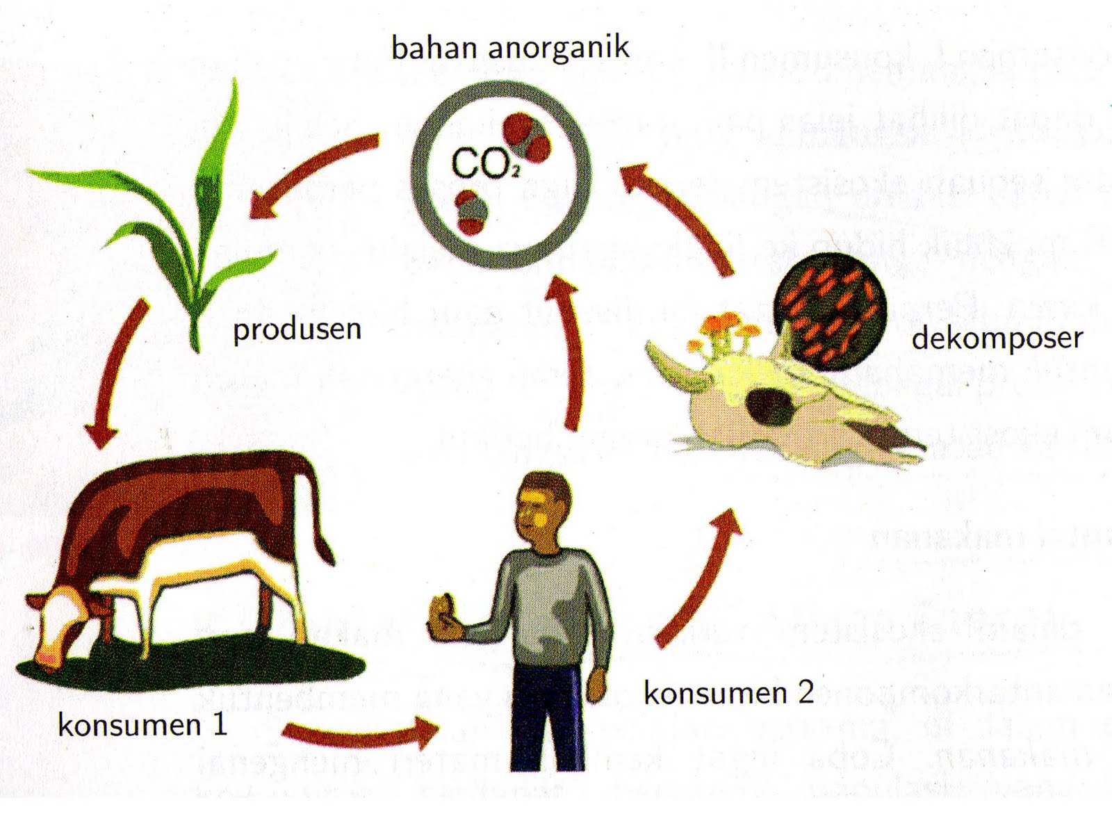 Ekologi dan Ekosistem by Agribisnis Indonesia