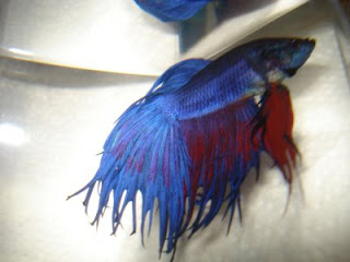 crowntail betta splenden