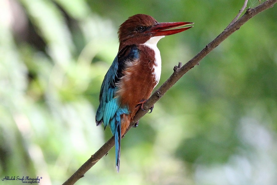 A White throated Kingfisher