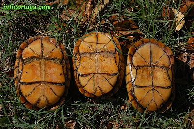 Plastrón de Kinosternon cruentatum