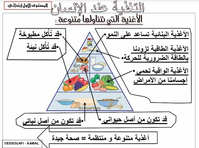 ملخصات جميع دروس النشاط العلمي المستوى الأول ابتدائي