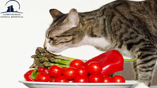 Pet Nutrition Kingston - Is It Okay to Feed Your Cat a Vegetarian Diet?