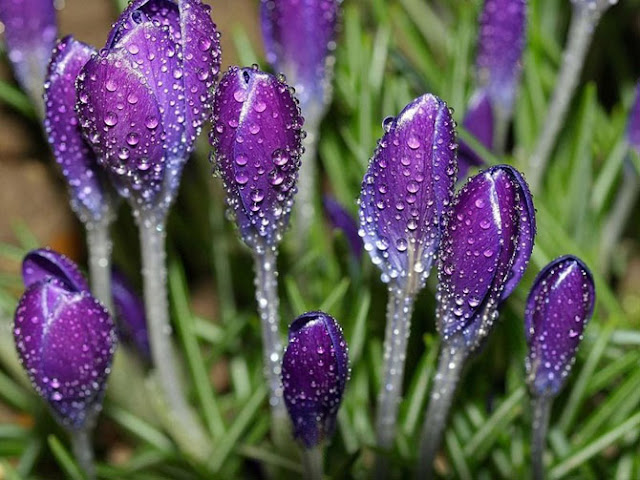 Fotos de Hermosas Flores 4