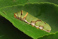 Papilio demoleus larva