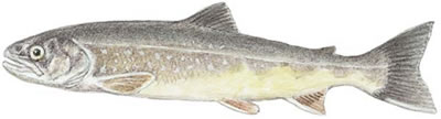 Sunapee Trout (Salvelinus alpinus oquassa)