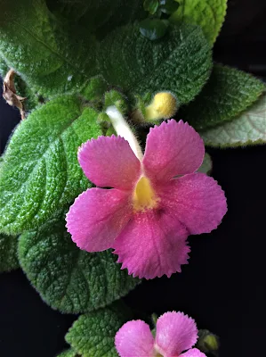 Episcia cupreata