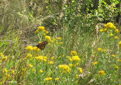 monarch butterfly, Devil's Backbone, Loveland, CO