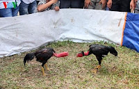 sabung ayam vietnam di acara festival