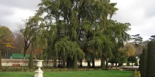 Este viejo ahuehuete es el árbol más antiguo de Madrid y se encuentro en el parque de El Retiro.