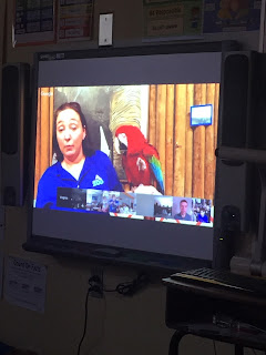 picture of a Macaw