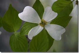 IMG_0228 IMG_0228