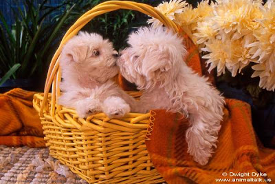 Bichon Frise Puppy Picture