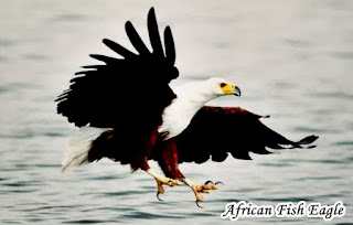 Types Of Eagles - African Fish Eagle