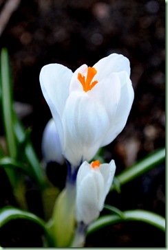 vit krokus