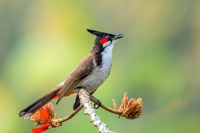 বাংলাদেশের পাখি বুলবুল 