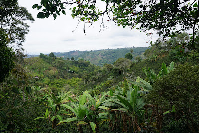 Plantation de café avec les bananiers et cocotiers qui font de l'ombre