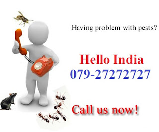 Pest Control Services