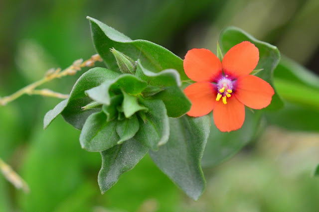 Lysimachia arvensis